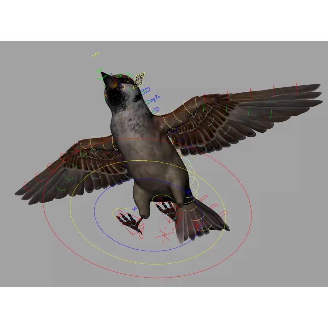 Sparrow Bird 3D Model – Rigged Animal Asset, FBX, OBJ - View 8