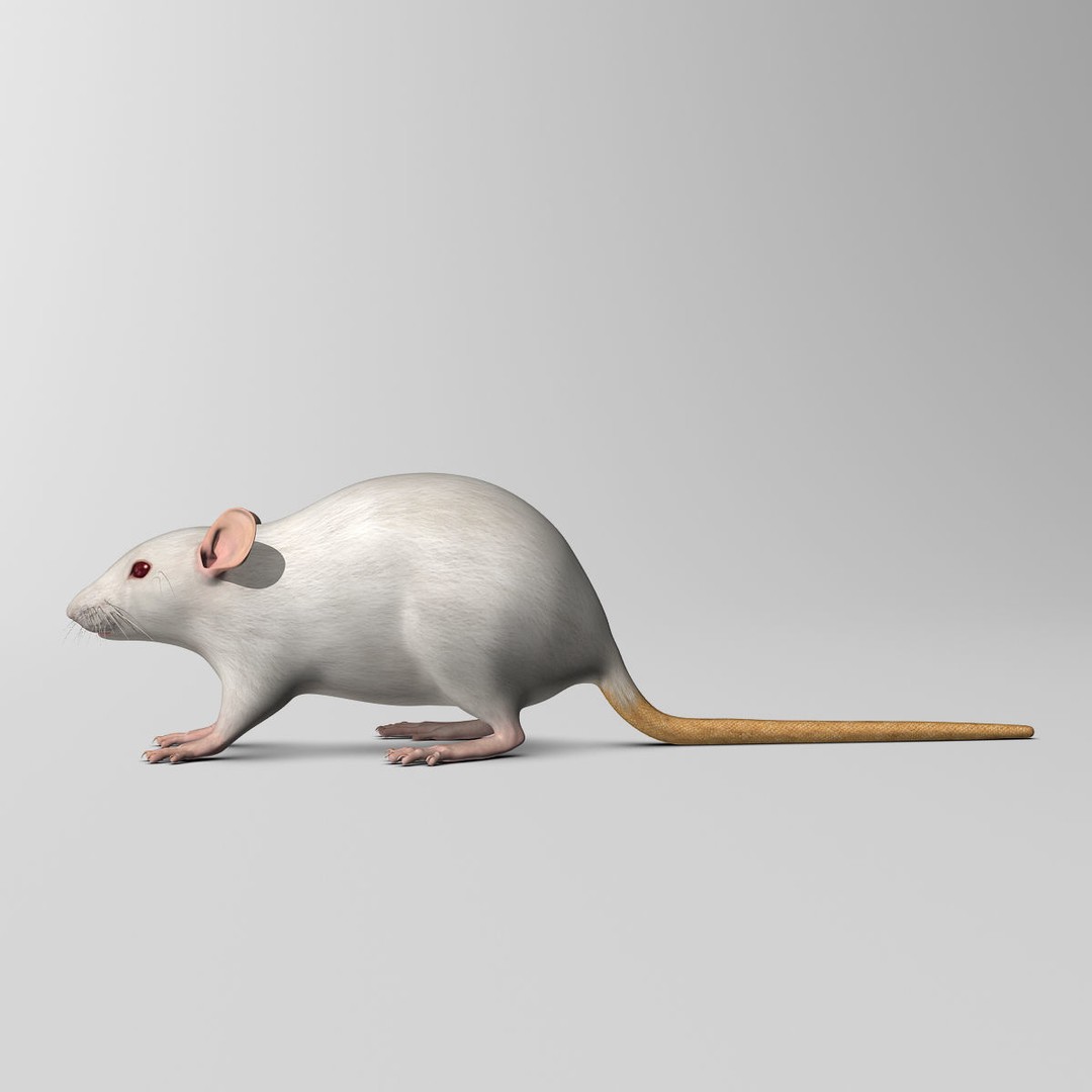 White Rat 3D Model – Rigged and Animation Ready, FBX, PBR - View 10