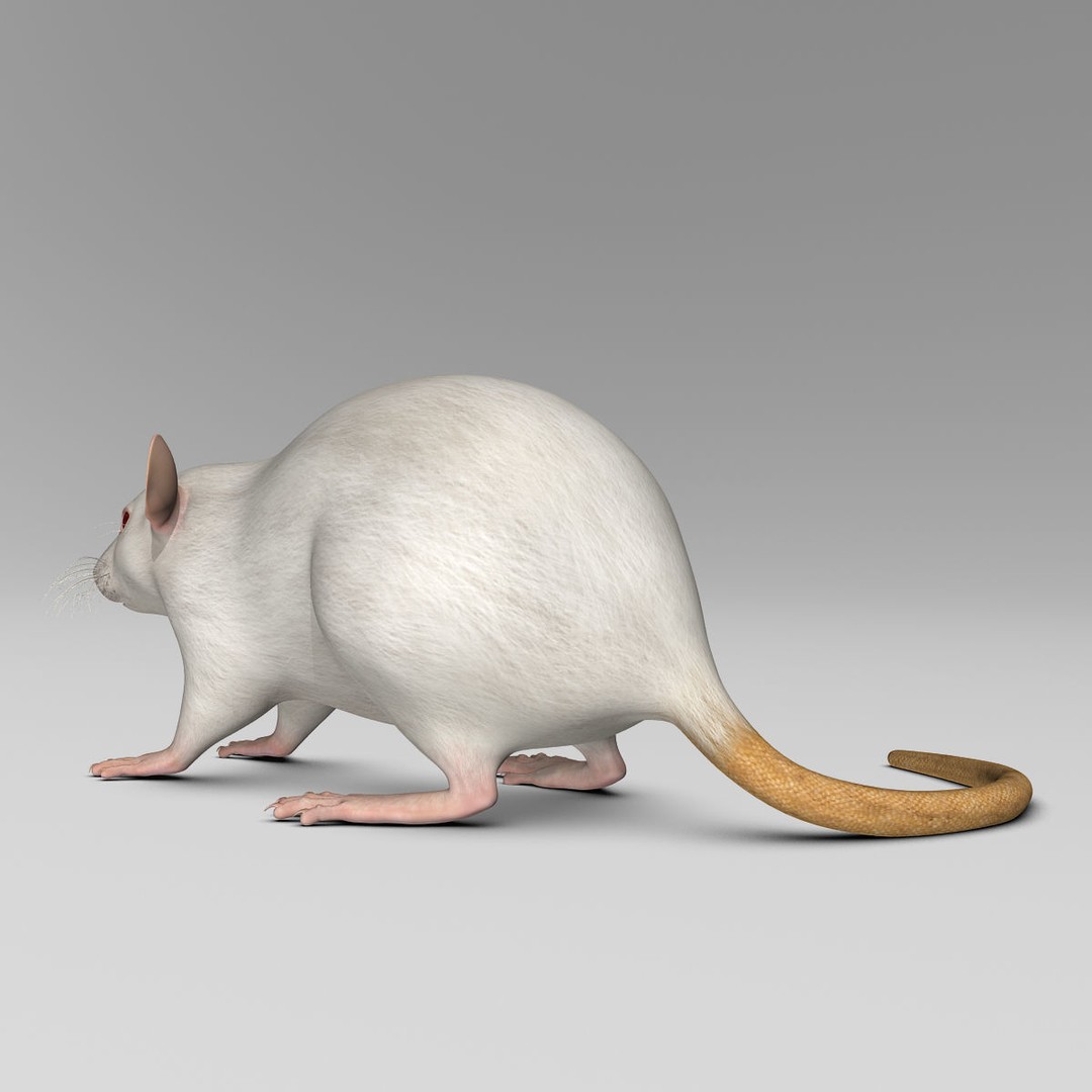 White Rat 3D Model – Rigged and Animation Ready, FBX, PBR - View 11