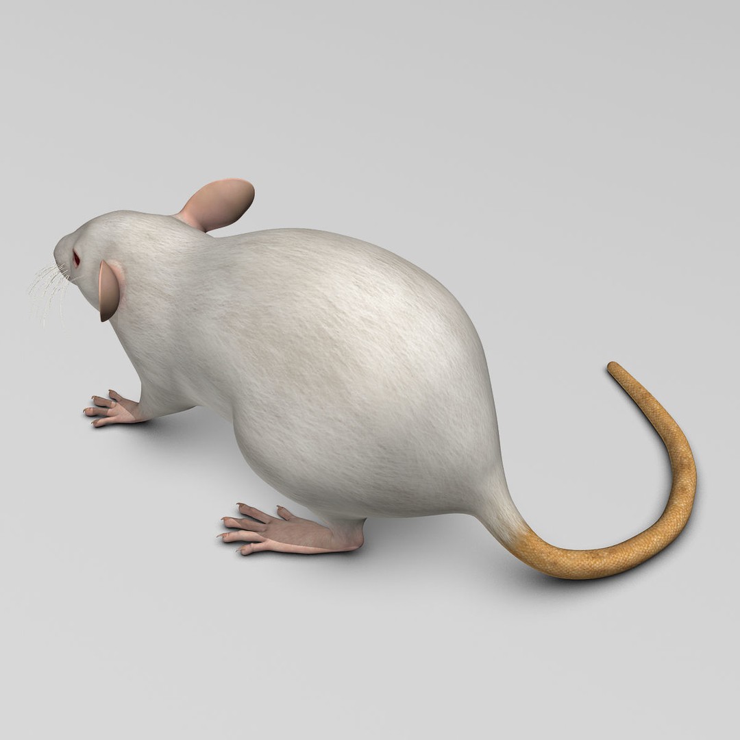 White Rat 3D Model – Rigged and Animation Ready, FBX, PBR - View 12