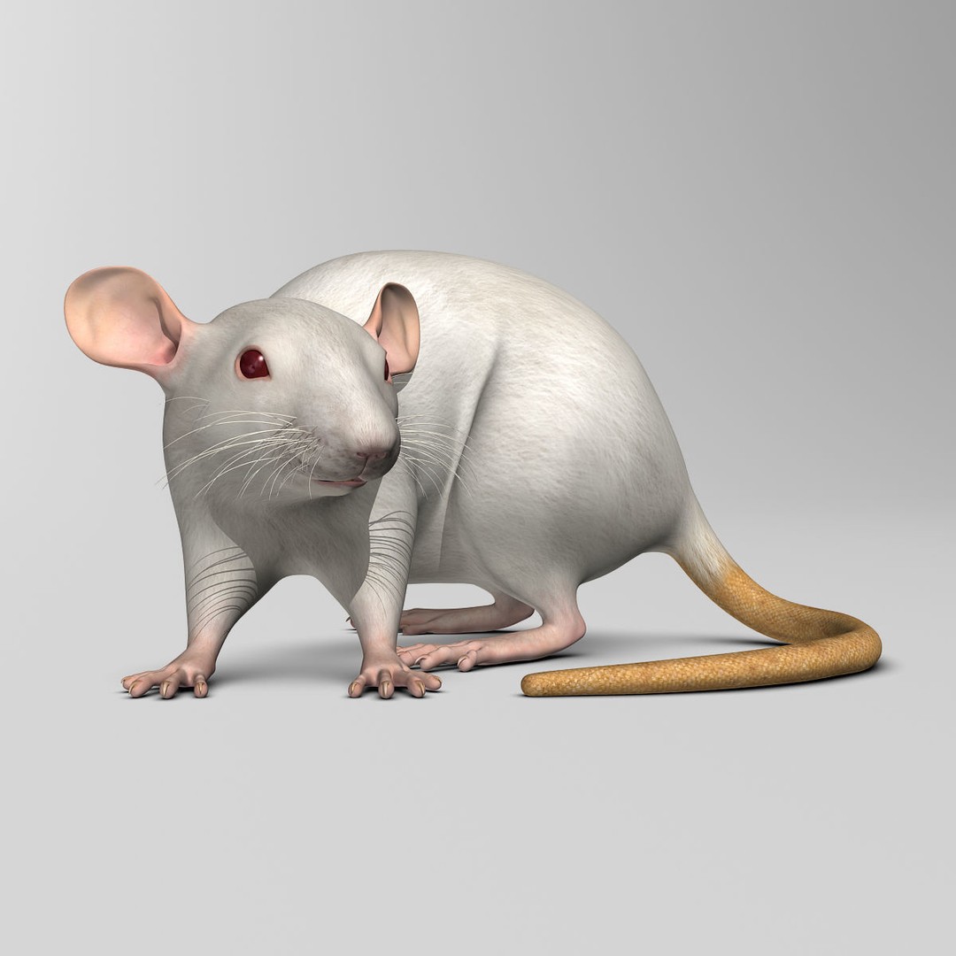 White Rat 3D Model – Rigged and Animation Ready, FBX, PBR - View 13