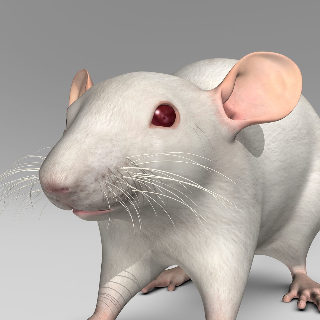 White Rat 3D Model – Rigged and Animation Ready, FBX, PBR - View 14
