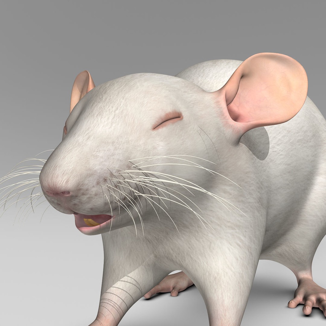 White Rat 3D Model – Rigged and Animation Ready, FBX, PBR - View 15