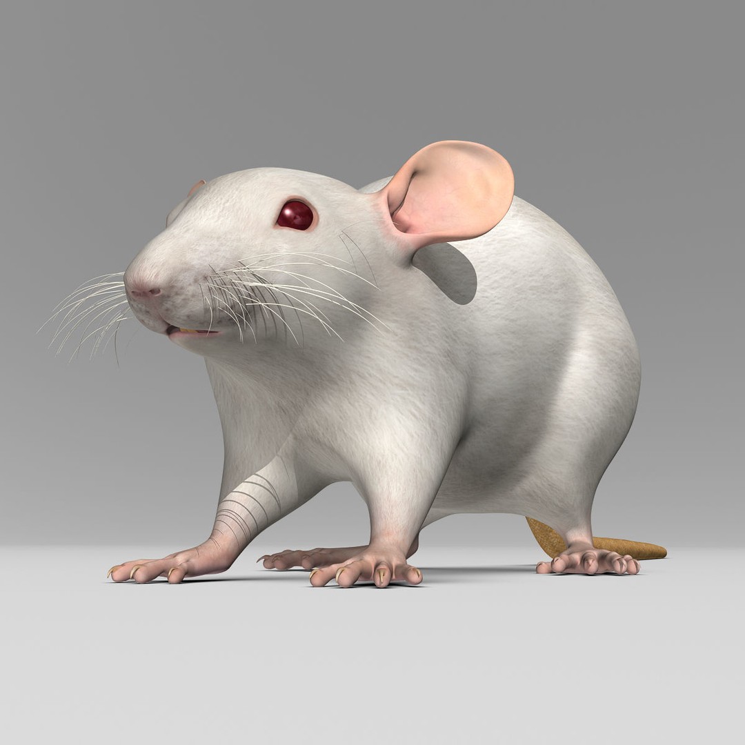 White Rat 3D Model – Rigged and Animation Ready, FBX, PBR - View 16