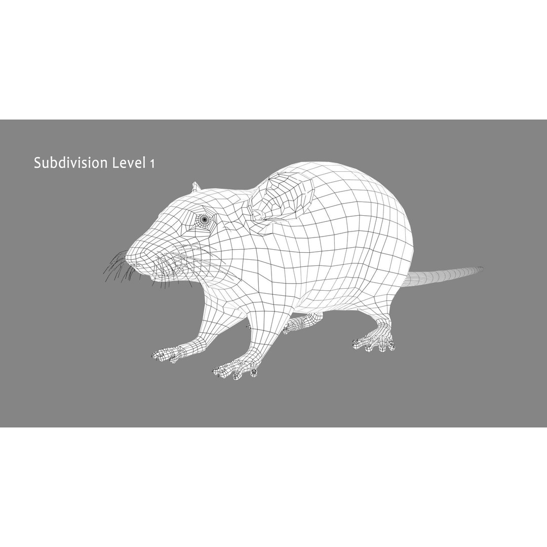 White Rat 3D Model – Rigged and Animation Ready, FBX, PBR - View 17