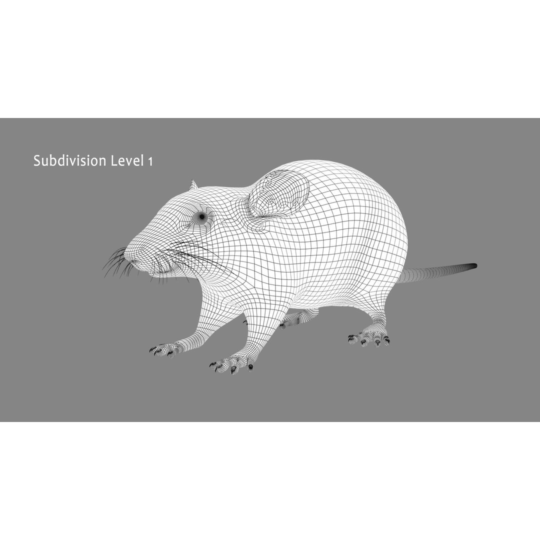 White Rat 3D Model – Rigged and Animation Ready, FBX, PBR - View 18