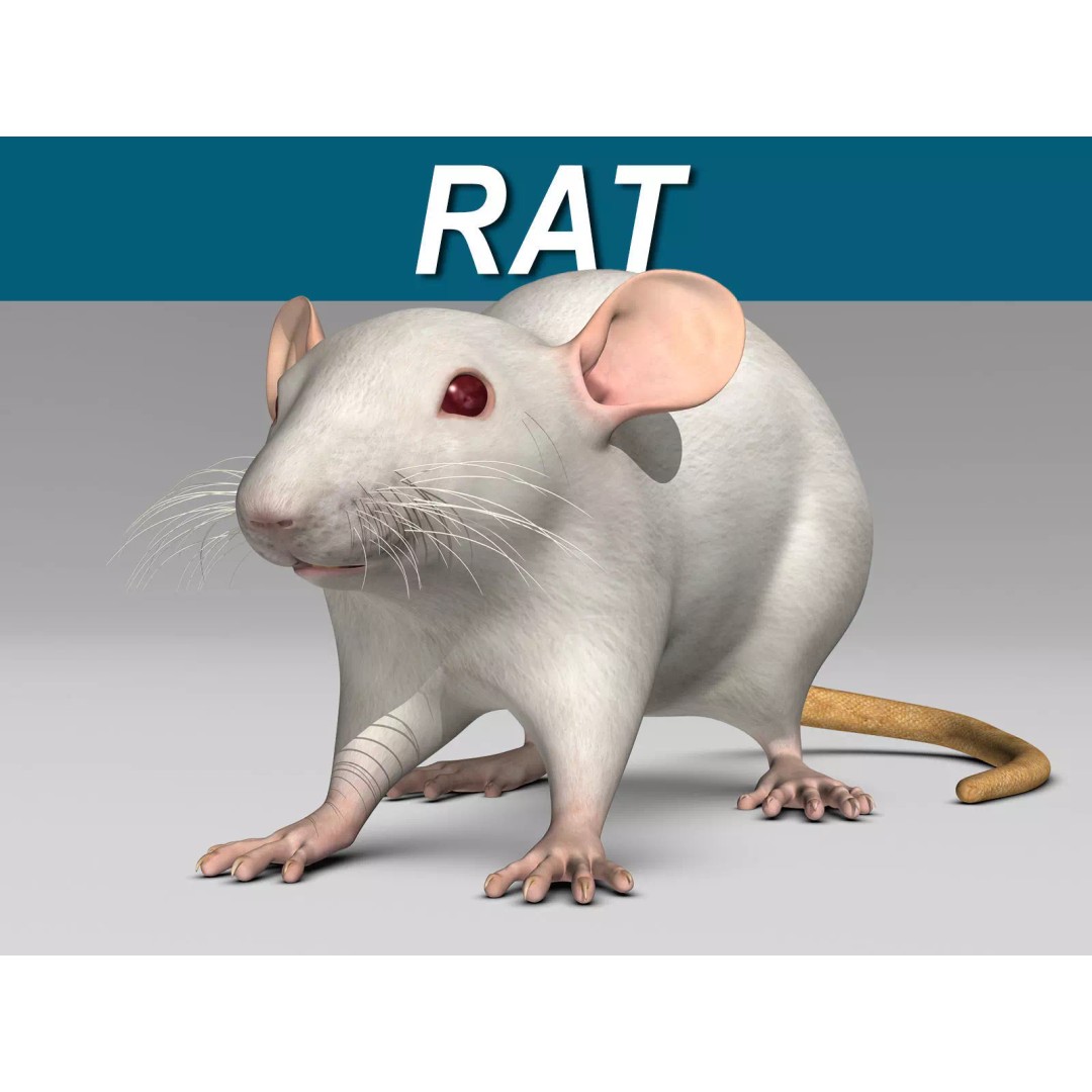 White Rat 3D Model – Rigged and Animation Ready, FBX, PBR - View 2