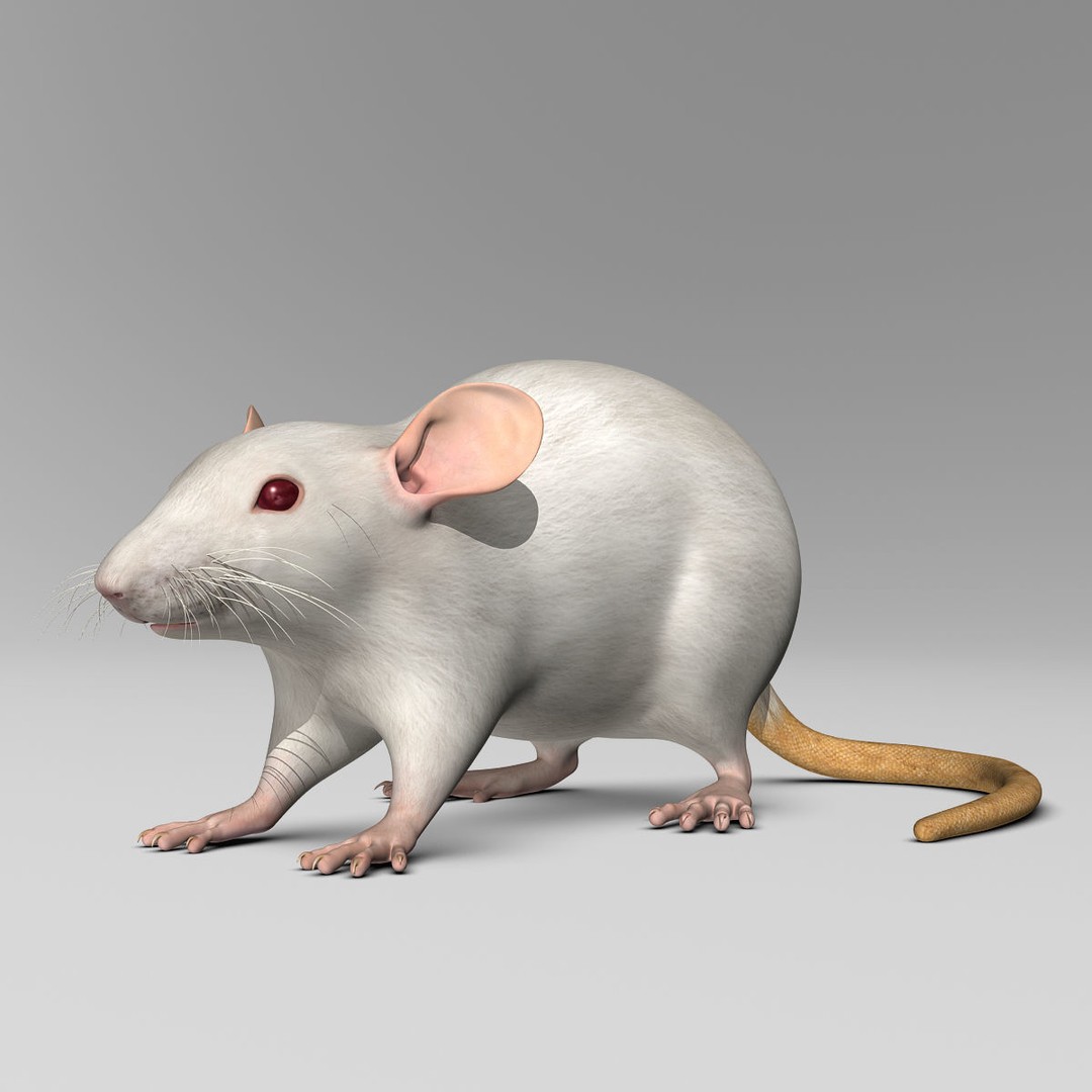 White Rat 3D Model – Rigged and Animation Ready, FBX, PBR - View 3