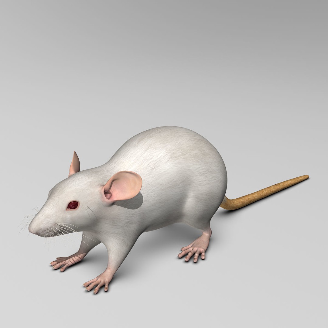 White Rat 3D Model – Rigged and Animation Ready, FBX, PBR - View 4