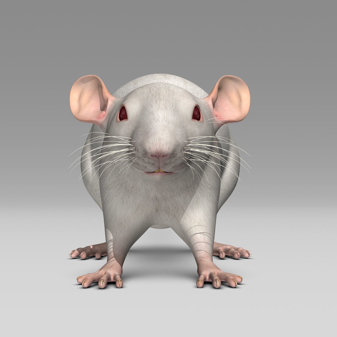 White Rat 3D Model – Rigged and Animation Ready, FBX, PBR - View 5