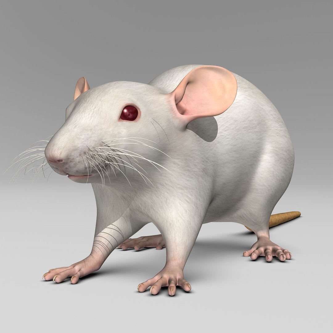 White Rat 3D Model – Rigged and Animation Ready, FBX, PBR - View 6
