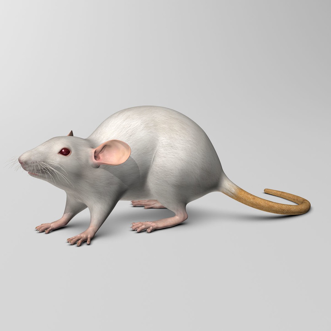 White Rat 3D Model – Rigged and Animation Ready, FBX, PBR - View 7