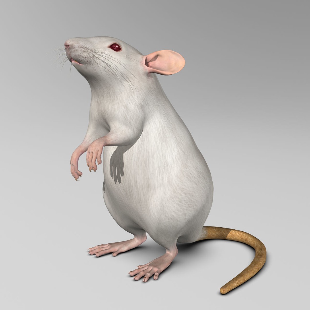 White Rat 3D Model – Rigged and Animation Ready, FBX, PBR - View 8