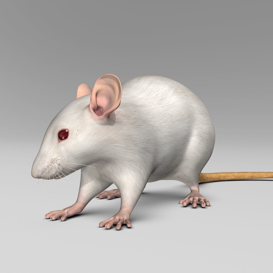 White Rat 3D Model – Rigged and Animation Ready, FBX, PBR - View 9