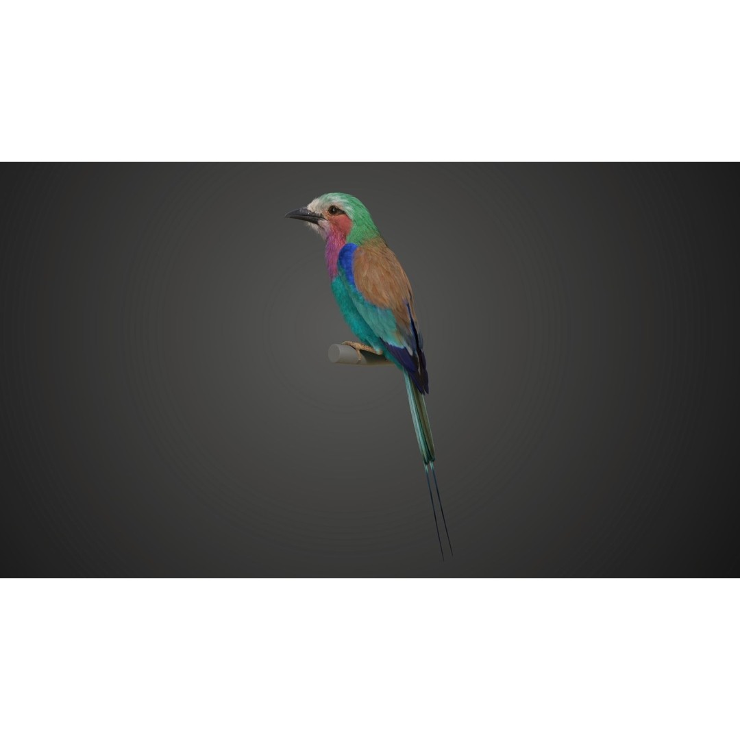 Coracias Caudatus 3D Model – High Poly Rigged Bird with Animations, Blender - View 10