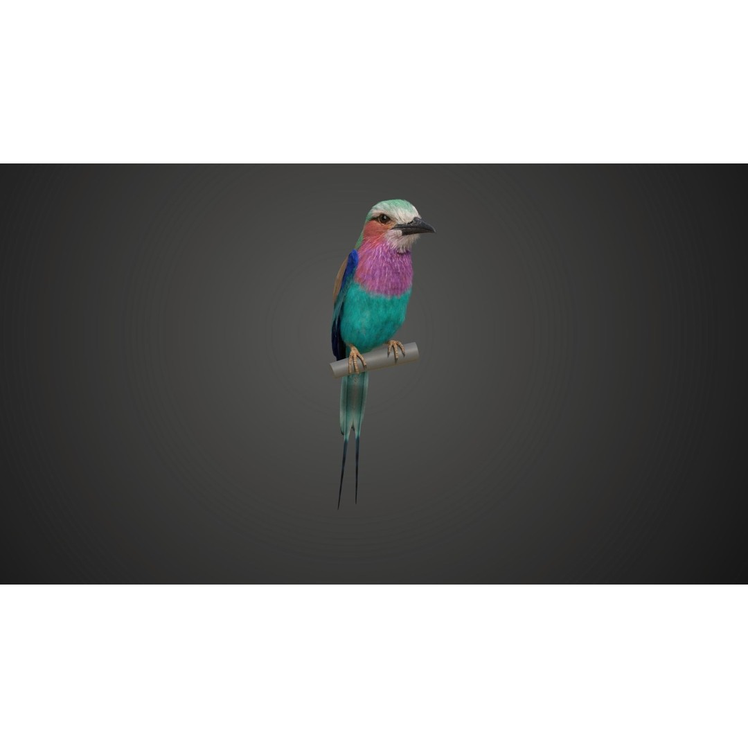 Coracias Caudatus 3D Model – High Poly Rigged Bird with Animations, Blender - View 11