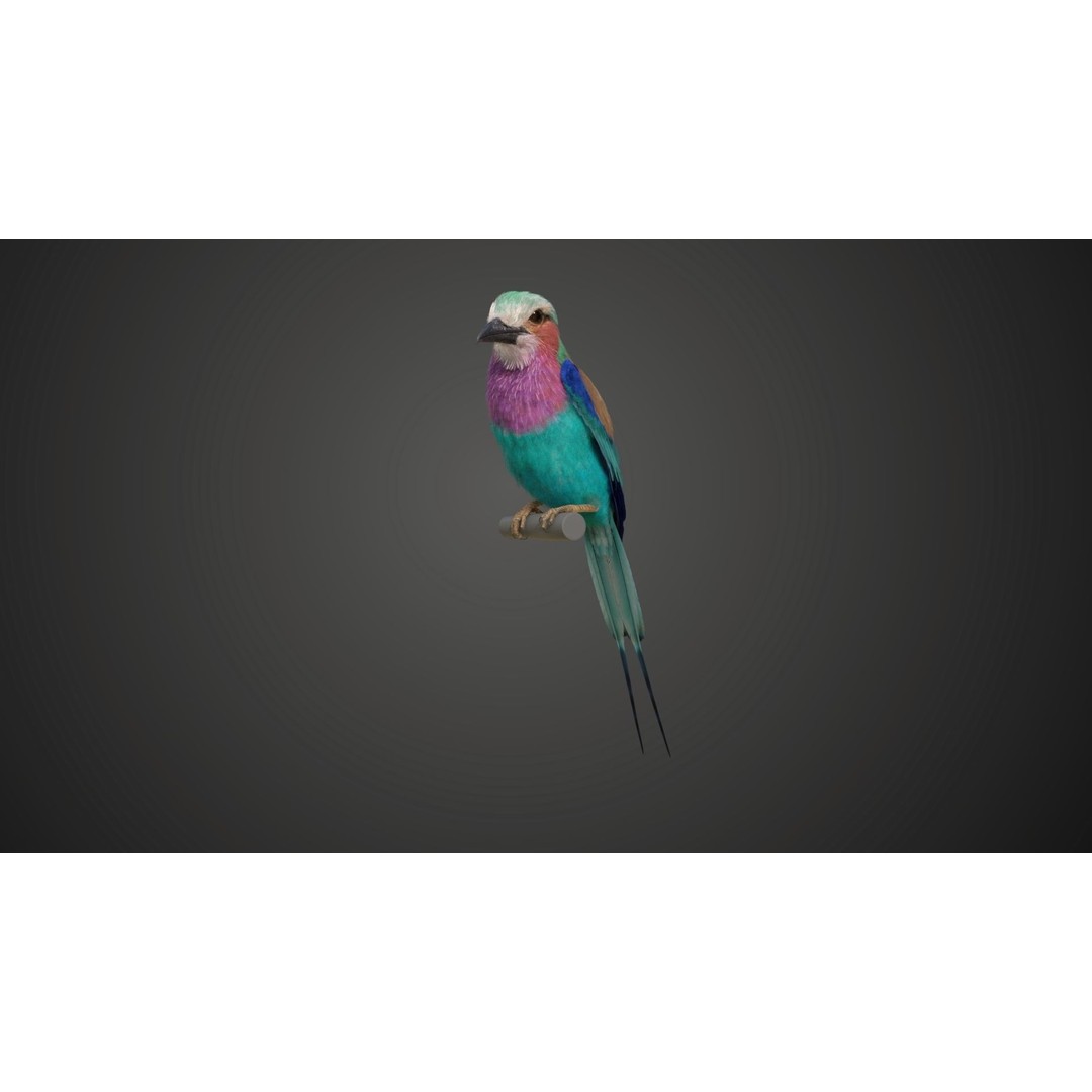 Coracias Caudatus 3D Model – High Poly Rigged Bird with Animations, Blender - View 12