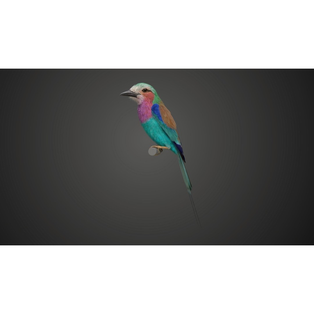 Coracias Caudatus 3D Model – High Poly Rigged Bird with Animations, Blender - View 13