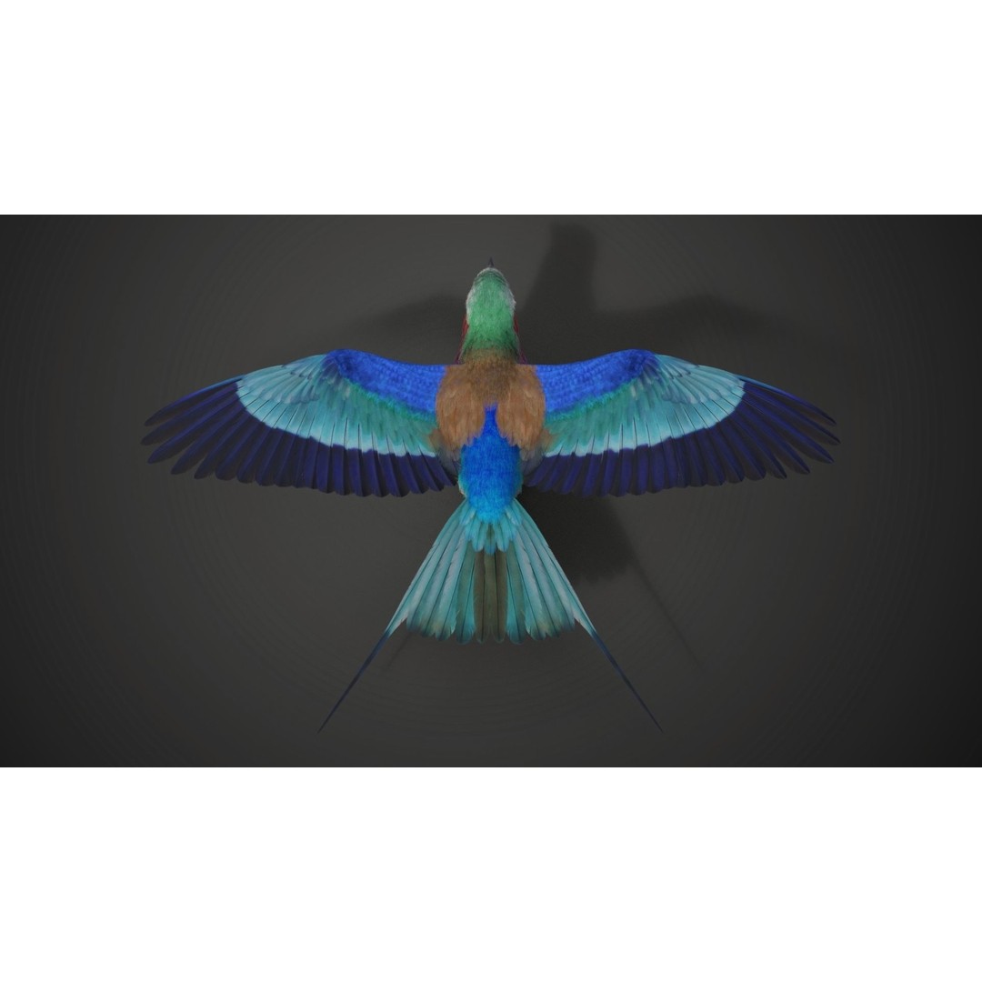 Coracias Caudatus 3D Model – High Poly Rigged Bird with Animations, Blender - View 14