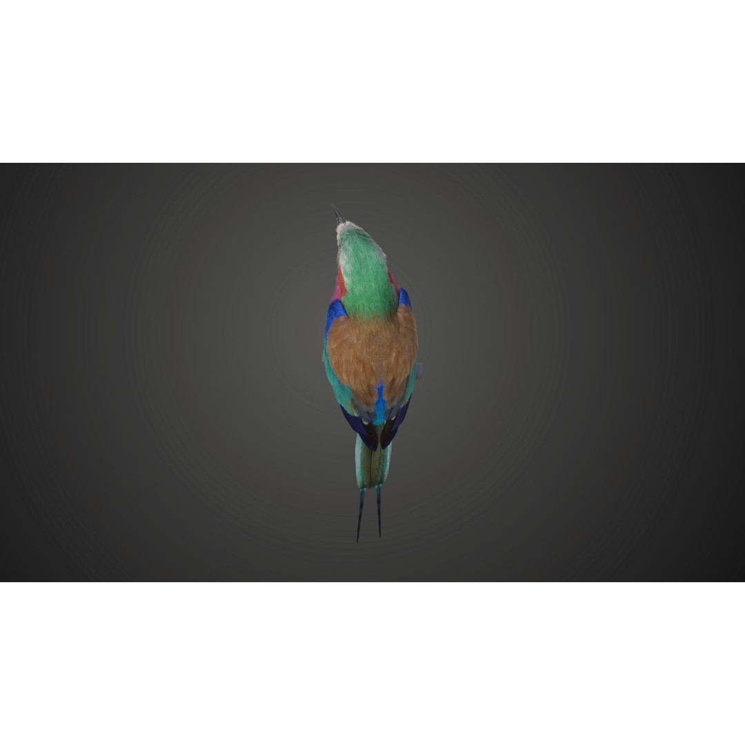 Coracias Caudatus 3D Model – High Poly Rigged Bird with Animations, Blender - View 15