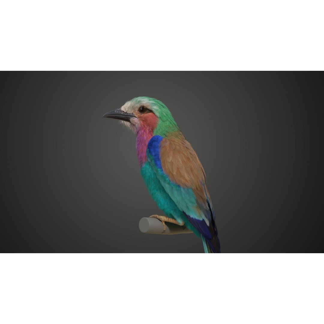 Coracias Caudatus 3D Model – High Poly Rigged Bird with Animations, Blender - View 16