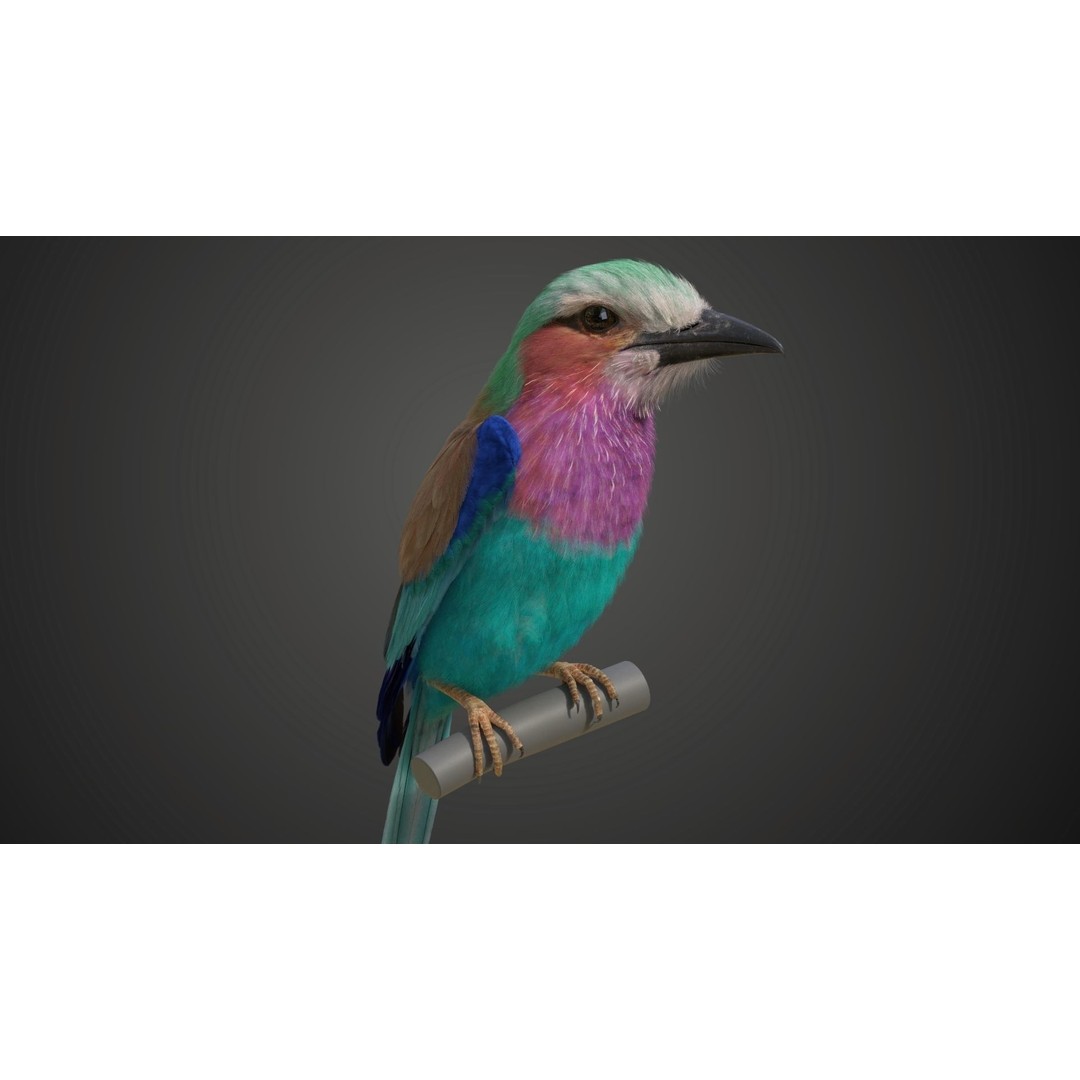 Coracias Caudatus 3D Model – High Poly Rigged Bird with Animations, Blender - View 17