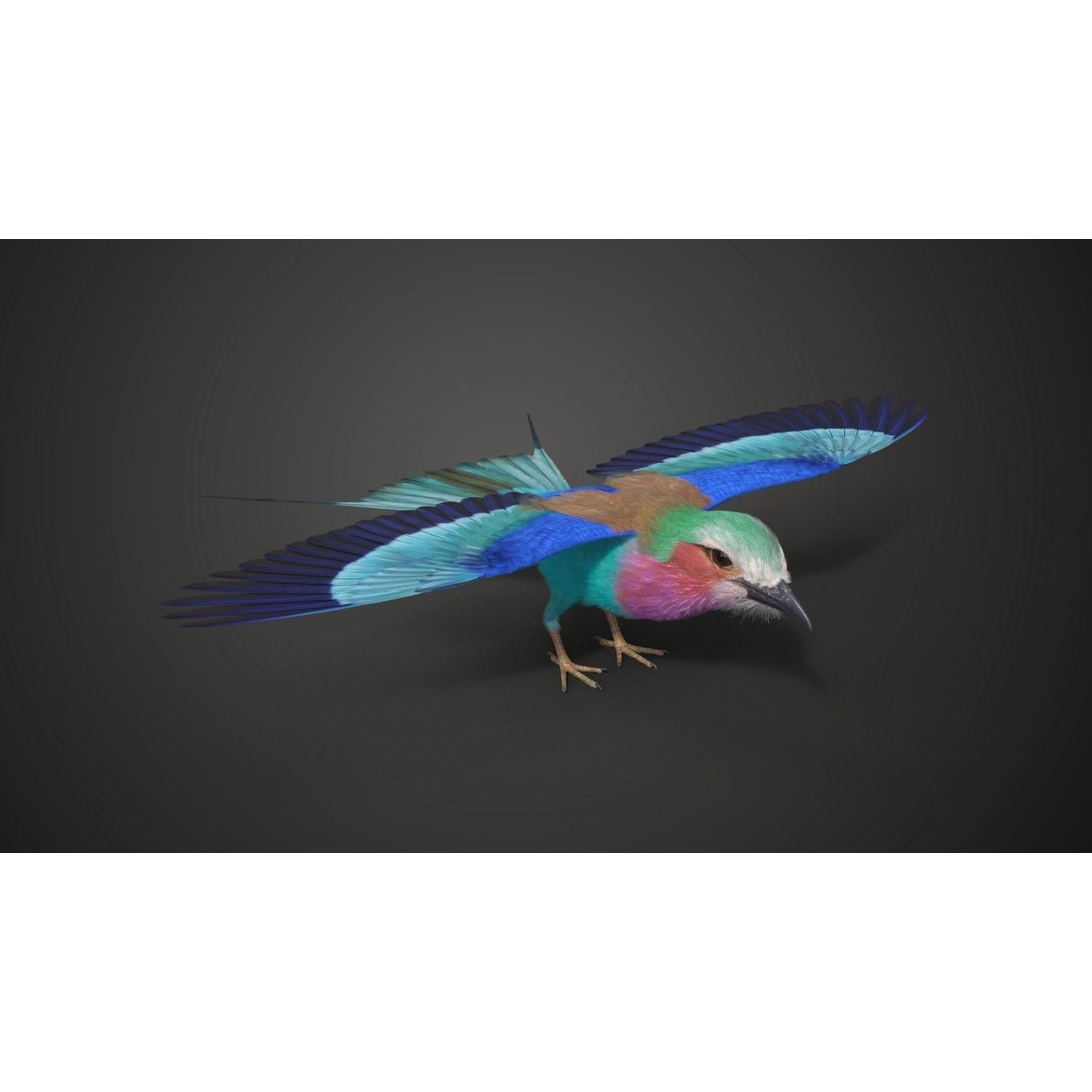 Coracias Caudatus 3D Model – High Poly Rigged Bird with Animations, Blender - View 18