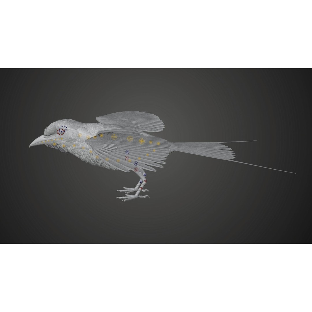 Coracias Caudatus 3D Model – High Poly Rigged Bird with Animations, Blender - View 19