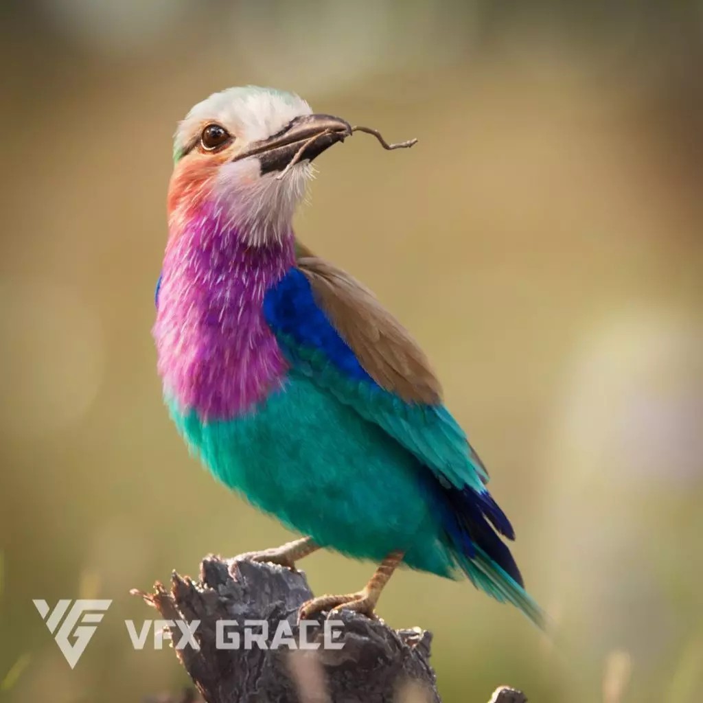 Coracias Caudatus 3D Model – High Poly Rigged Bird with Animations, Blender - View 2