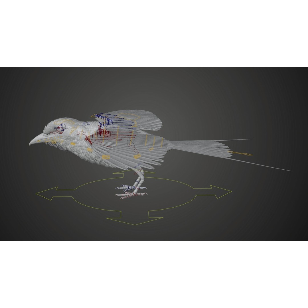Coracias Caudatus 3D Model – High Poly Rigged Bird with Animations, Blender - View 22