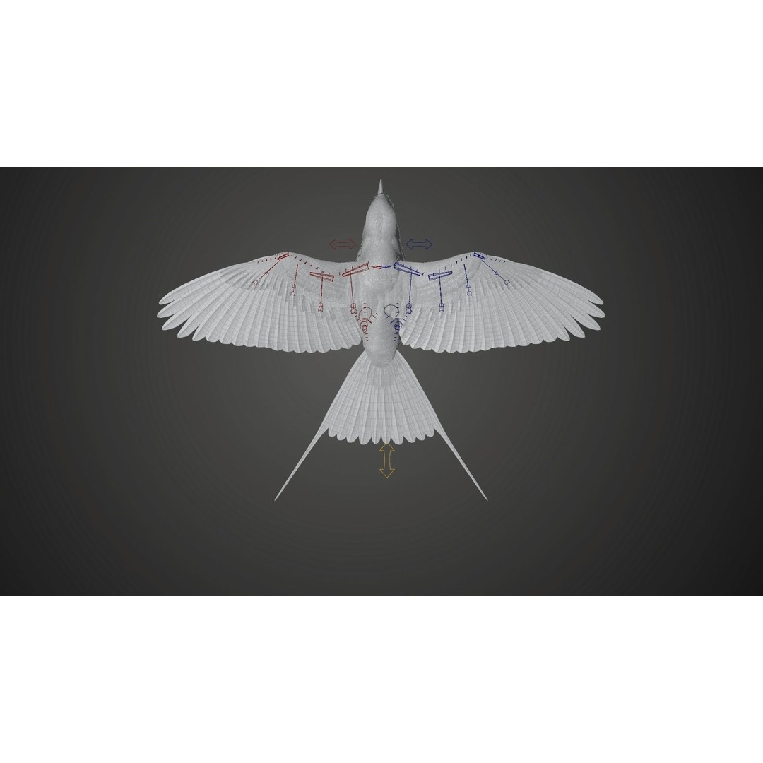 Coracias Caudatus 3D Model – High Poly Rigged Bird with Animations, Blender - View 24