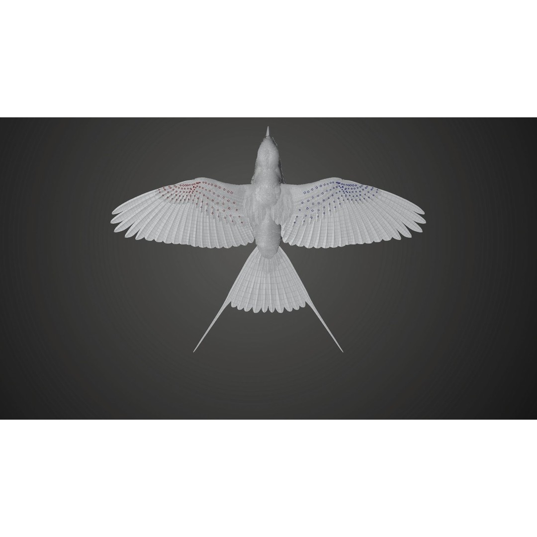 Coracias Caudatus 3D Model – High Poly Rigged Bird with Animations, Blender - View 27