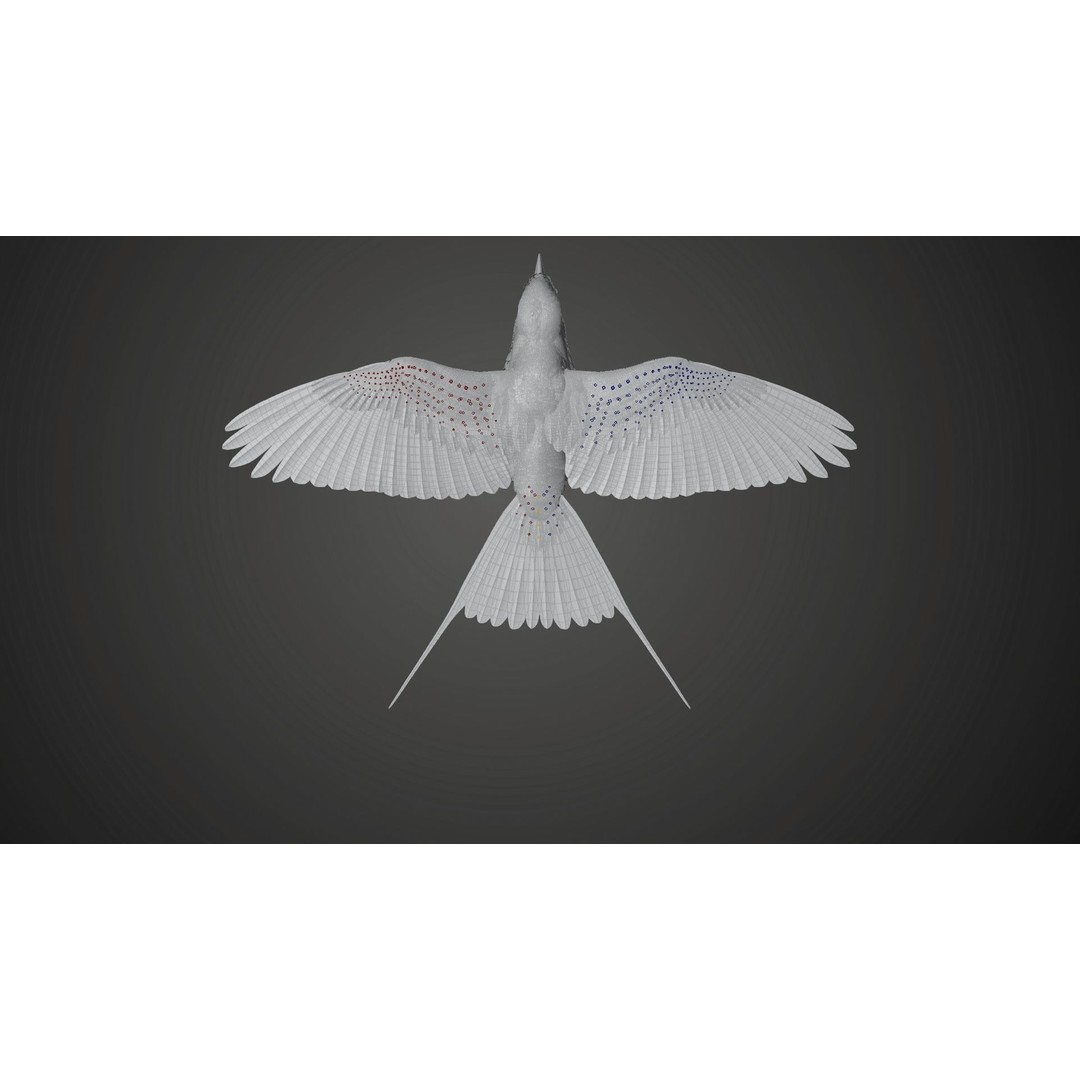 Coracias Caudatus 3D Model – High Poly Rigged Bird with Animations, Blender - View 28
