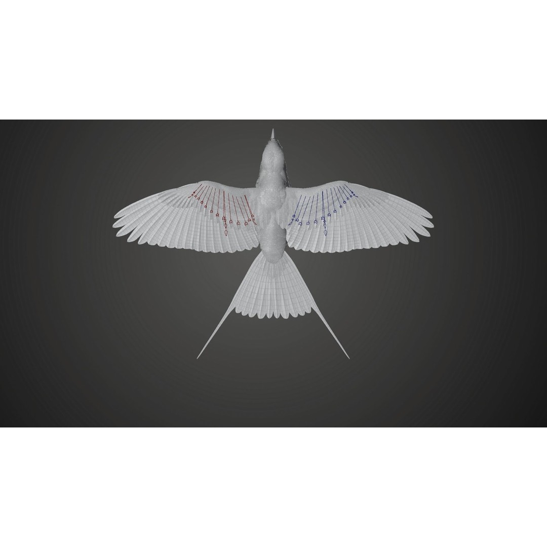 Coracias Caudatus 3D Model – High Poly Rigged Bird with Animations, Blender - View 29