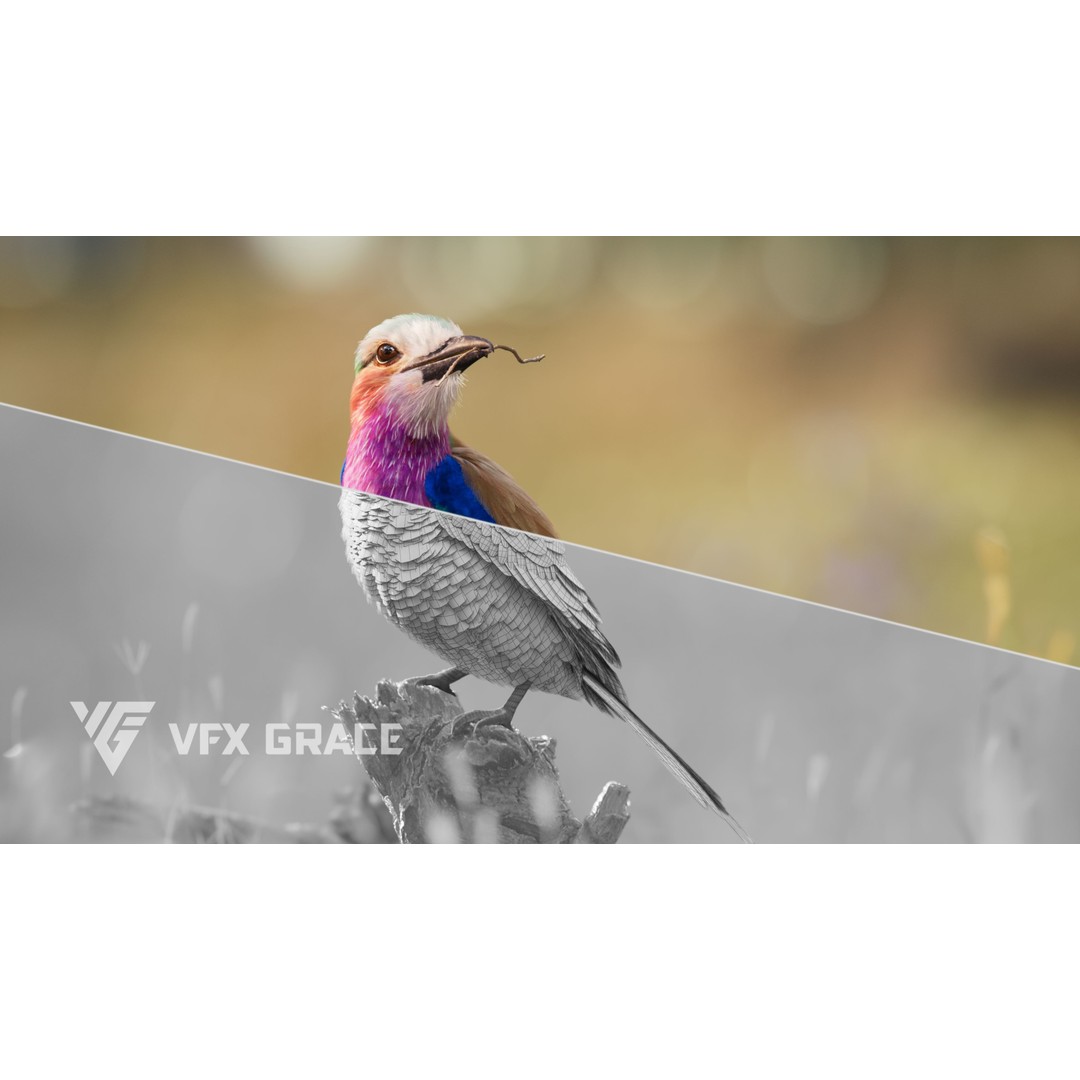 Coracias Caudatus 3D Model – High Poly Rigged Bird with Animations, Blender - View 3