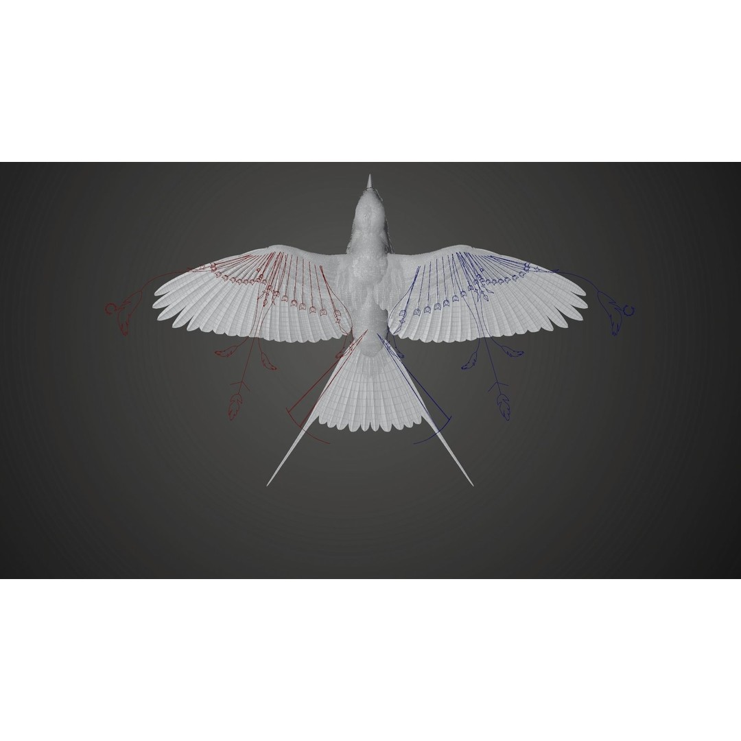 Coracias Caudatus 3D Model – High Poly Rigged Bird with Animations, Blender - View 30