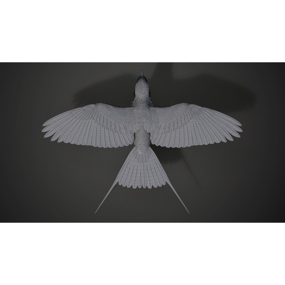 Coracias Caudatus 3D Model – High Poly Rigged Bird with Animations, Blender - View 35