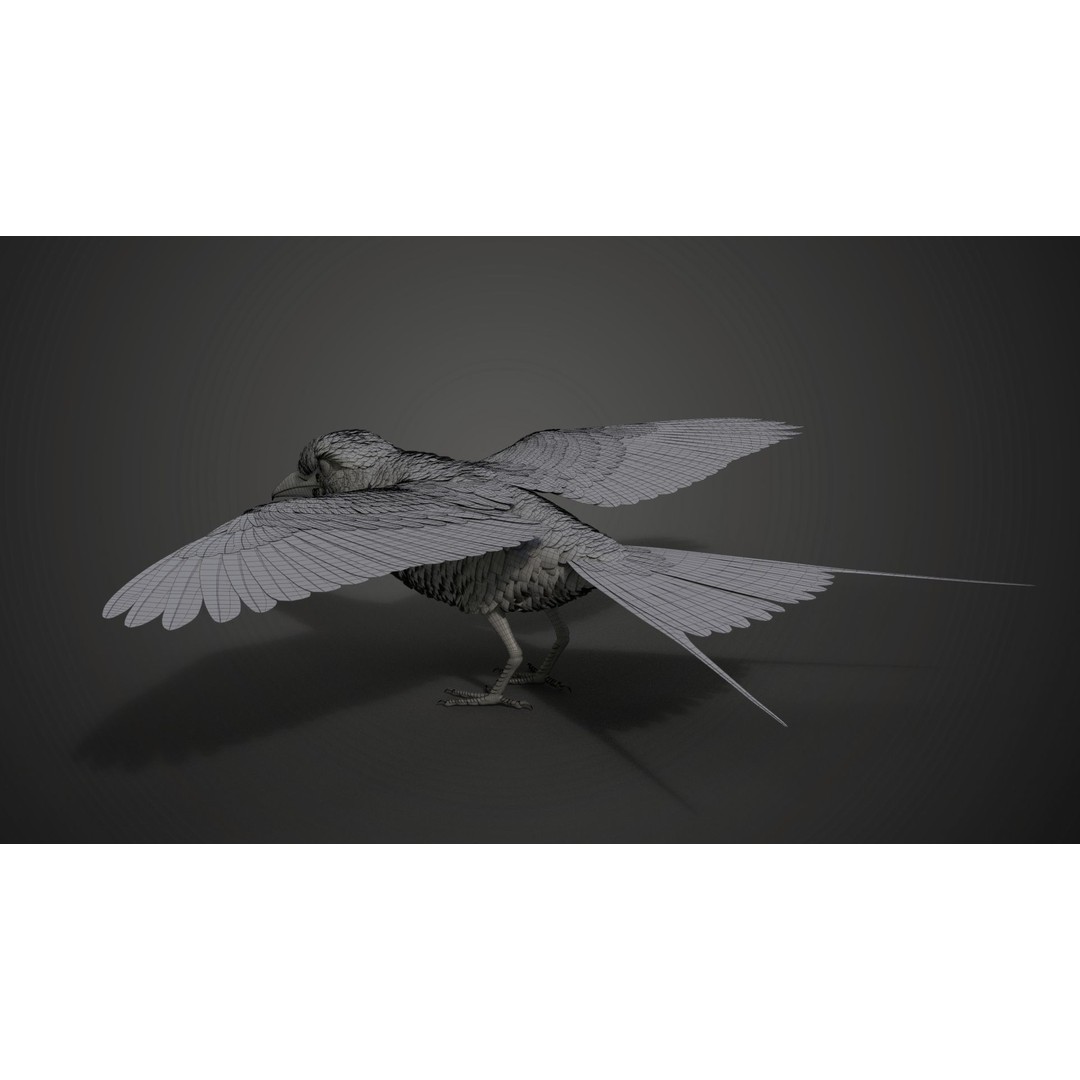 Coracias Caudatus 3D Model – High Poly Rigged Bird with Animations, Blender - View 36
