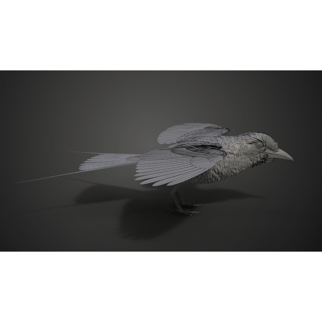 Coracias Caudatus 3D Model – High Poly Rigged Bird with Animations, Blender - View 37