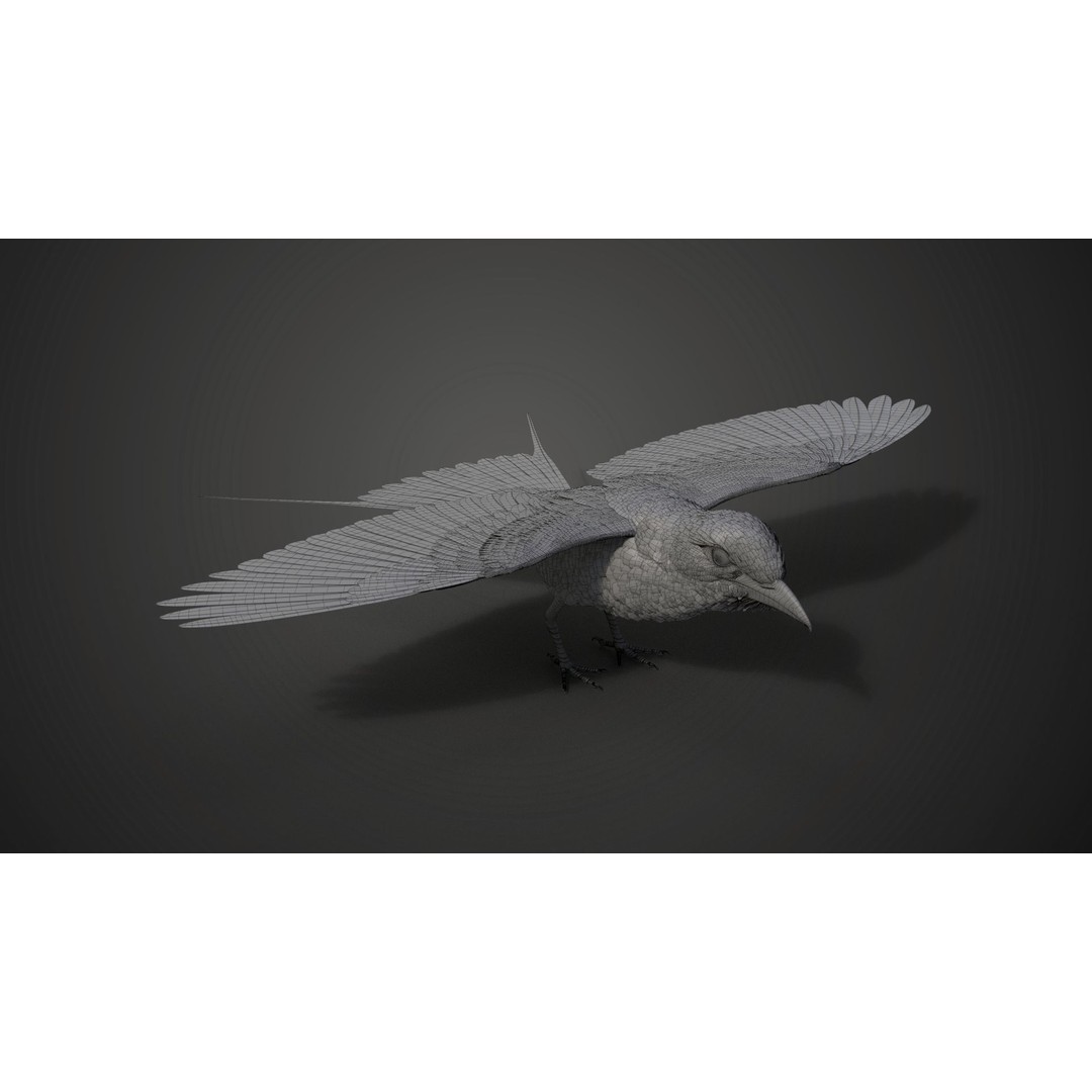 Coracias Caudatus 3D Model – High Poly Rigged Bird with Animations, Blender - View 38