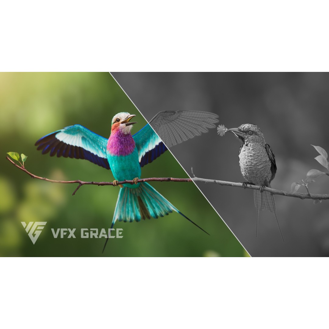 Coracias Caudatus 3D Model – High Poly Rigged Bird with Animations, Blender - View 5