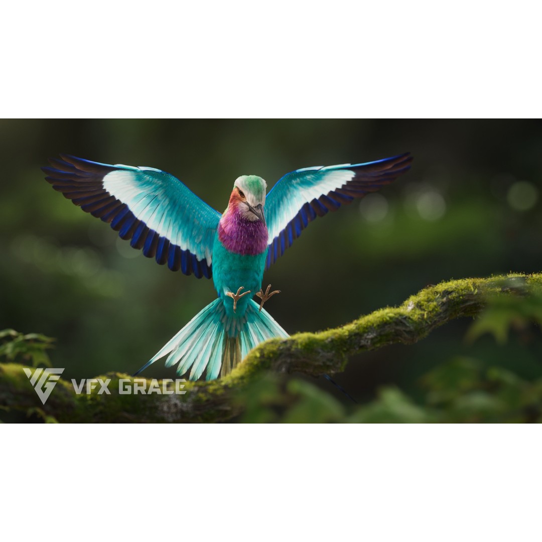 Coracias Caudatus 3D Model – High Poly Rigged Bird with Animations, Blender - View 6