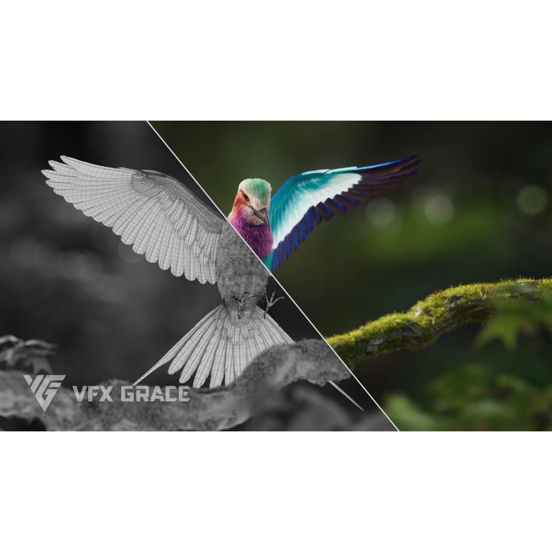 Coracias Caudatus 3D Model – High Poly Rigged Bird with Animations, Blender - View 7