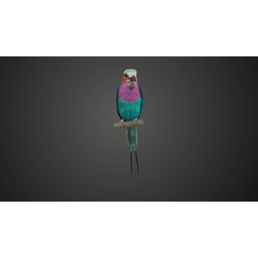 Coracias Caudatus 3D Model – High Poly Rigged Bird with Animations, Blender - View 8