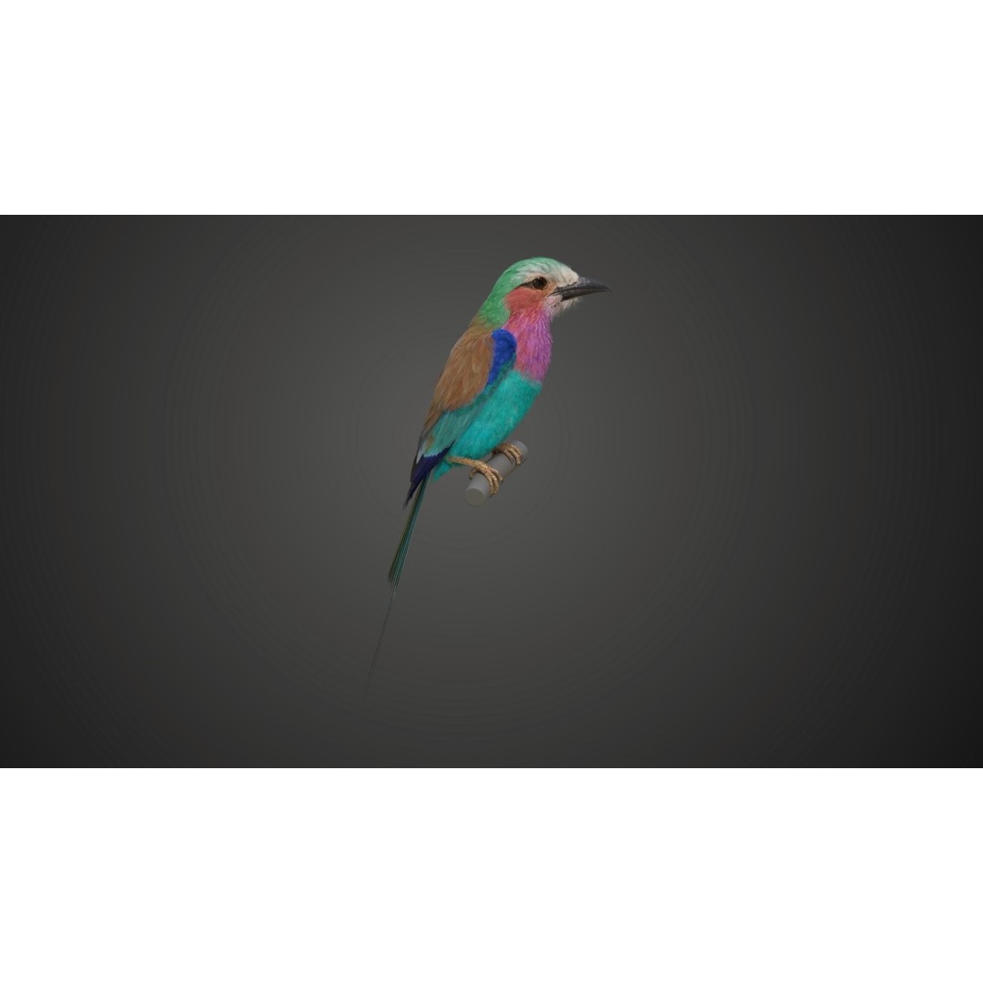 Coracias Caudatus 3D Model – High Poly Rigged Bird with Animations, Blender - View 9