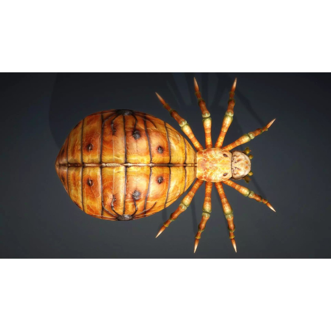 Spider 3D Model – Low Poly Animated Insect for Games, FBX - View 14