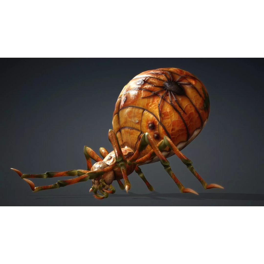 Spider 3D Model – Low Poly Animated Insect for Games, FBX - View 17