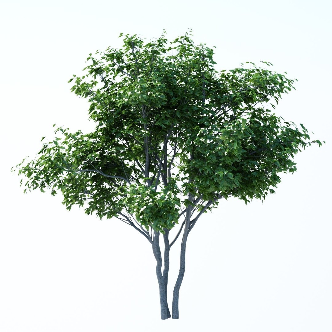 Patio Tree 3D Model – High Poly Acer Negundo with Outdoor Furniture - View 5