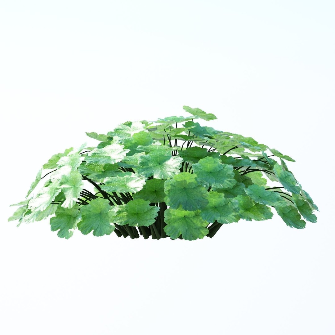 Patio Tree 3D Model – High Poly Acer Negundo with Outdoor Furniture - View 7