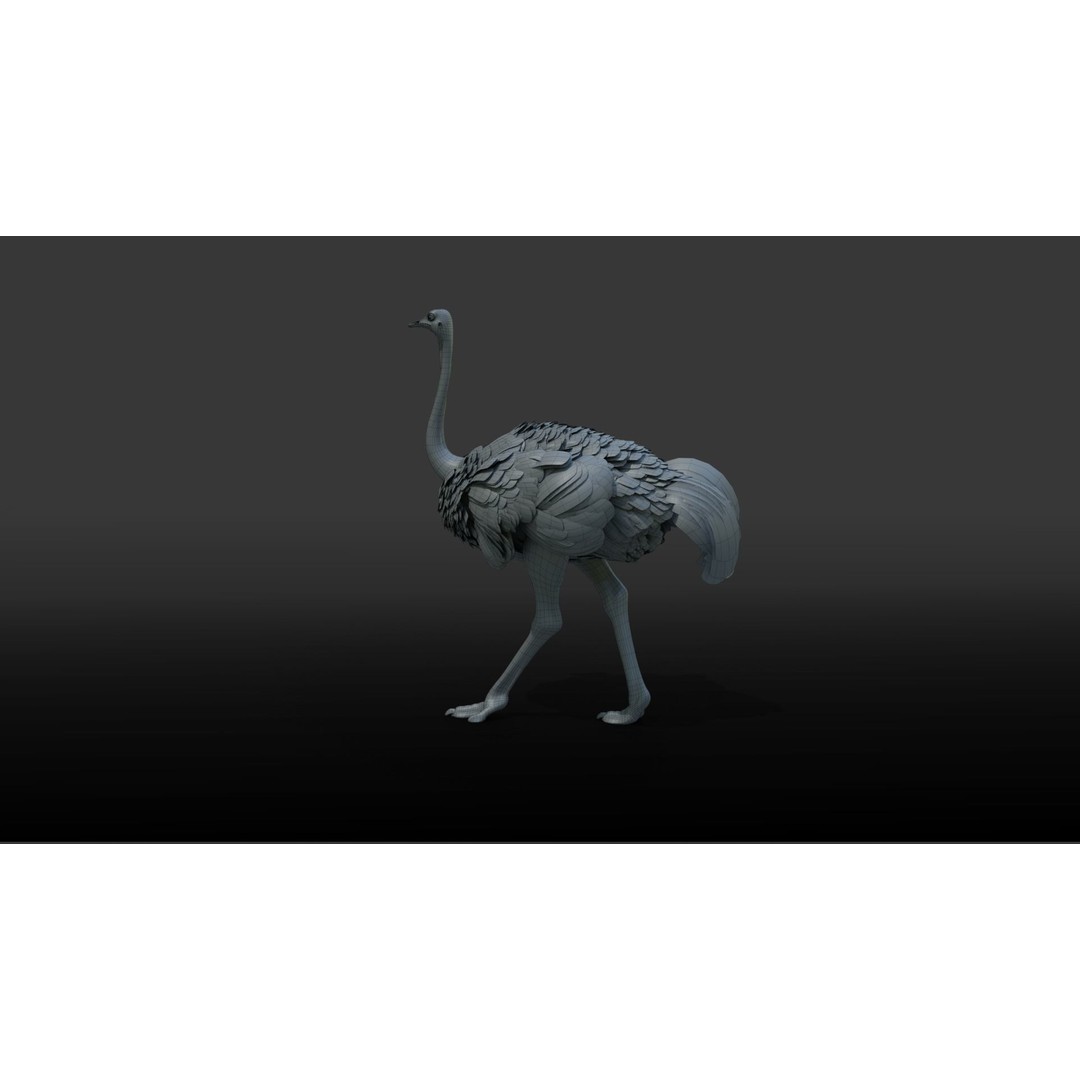 Ostrich 3D Model – Animated, Rigged, PBR, Blender, OBJ